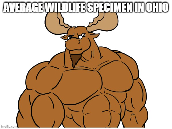 AVERAGE WILDLIFE SPECIMEN IN OHIO | made w/ Imgflip meme maker