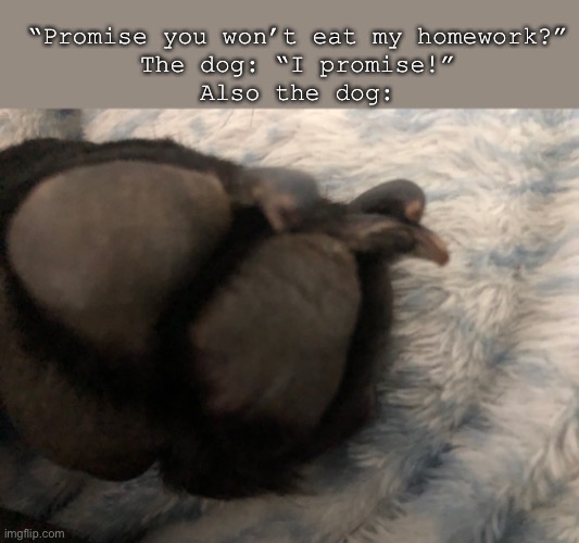 Doggo | “Promise you won’t eat my homework?”
The dog: “I promise!”
Also the dog: | image tagged in what | made w/ Imgflip meme maker