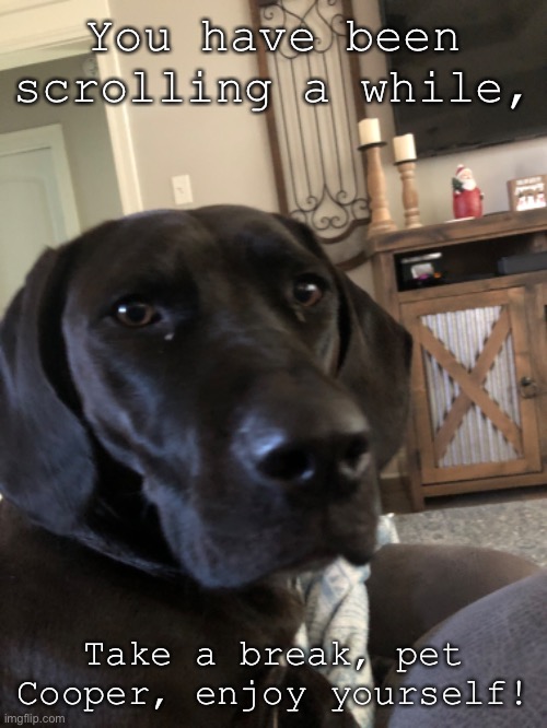 Cooper- | You have been scrolling a while, Take a break, pet Cooper, enjoy yourself! | image tagged in take this shit and get out | made w/ Imgflip meme maker
