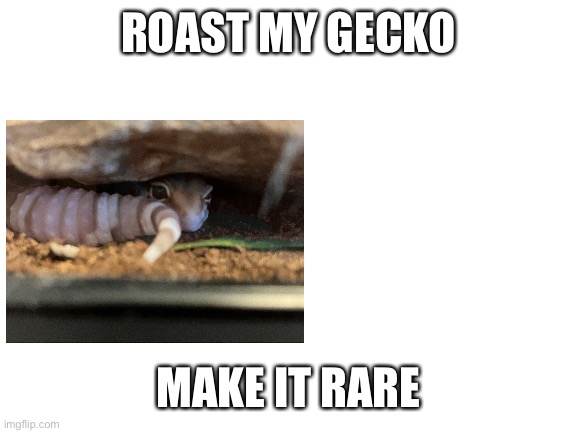 Gecko roast | ROAST MY GECKO; MAKE IT RARE | image tagged in gecko | made w/ Imgflip meme maker