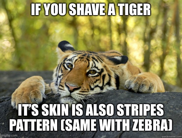 terrible tiger | IF YOU SHAVE A TIGER; IT’S SKIN IS ALSO STRIPES PATTERN (SAME WITH ZEBRA) | image tagged in terrible tiger | made w/ Imgflip meme maker