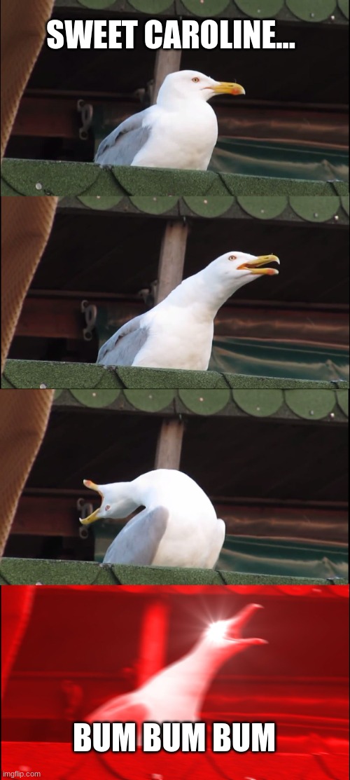Sea gull is singing | SWEET CAROLINE... BUM BUM BUM | image tagged in memes,inhaling seagull | made w/ Imgflip meme maker