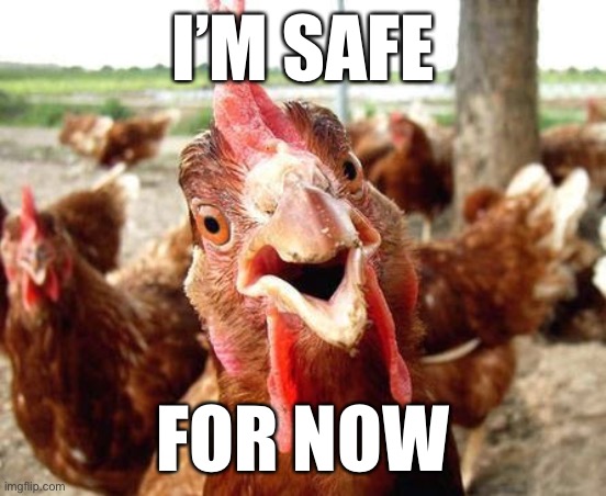 until January 1st | I’M SAFE; FOR NOW | image tagged in chicken | made w/ Imgflip meme maker