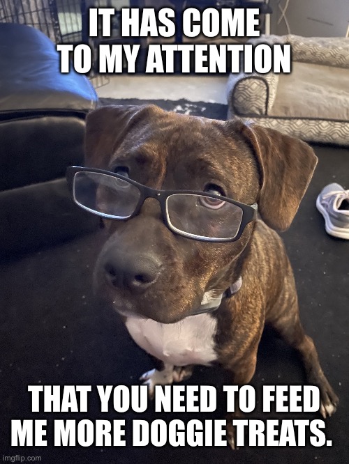 Smart dog | IT HAS COME TO MY ATTENTION; THAT YOU NEED TO FEED ME MORE DOGGIE TREATS. | image tagged in troy ferrill,smart dog,good doggie,good dog | made w/ Imgflip meme maker