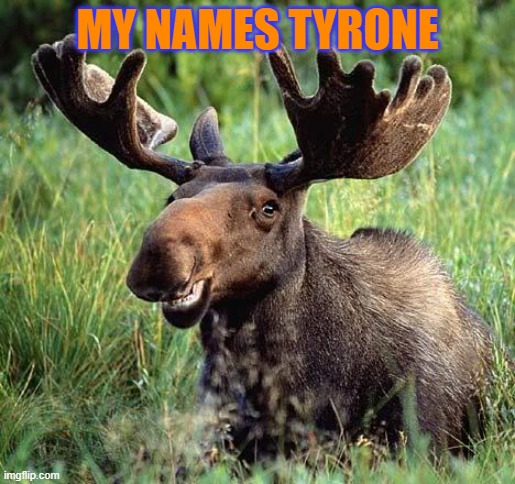 Smiling moose | MY NAMES TYRONE | image tagged in smiling moose,the backyardigans | made w/ Imgflip meme maker