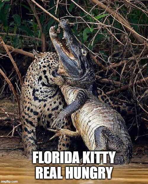 Florida Kitty | FLORIDA KITTY
REAL HUNGRY | image tagged in florida cat,jaguar,aligator,gator,food | made w/ Imgflip meme maker