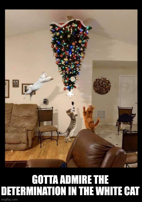 Cat-proof Christmas Tree? | GOTTA ADMIRE THE DETERMINATION IN THE WHITE CAT | image tagged in cats,christmas tree,cat,determination,funny,holiday memes | made w/ Imgflip meme maker