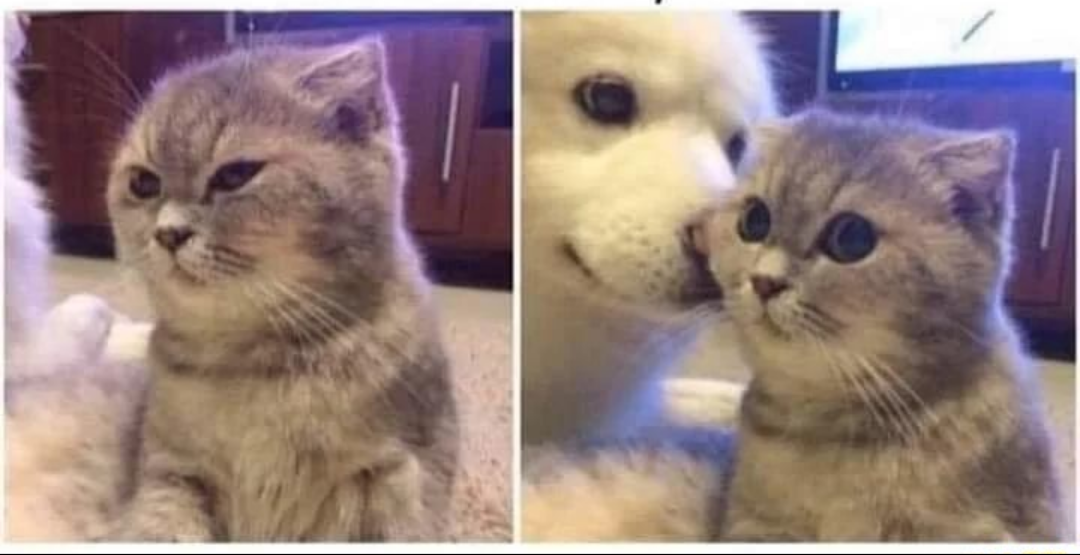 Kitty and puppy Blank Meme Template
