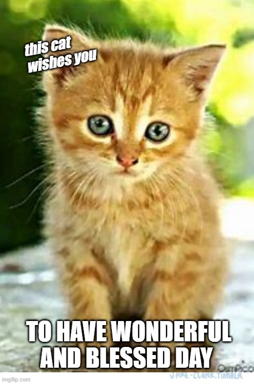send this to a person that has a bad day | this cat wishes you; TO HAVE WONDERFUL AND BLESSED DAY | image tagged in meme | made w/ Imgflip meme maker