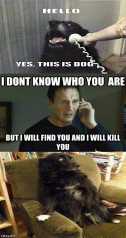 rip dog | image tagged in dogs | made w/ Imgflip meme maker