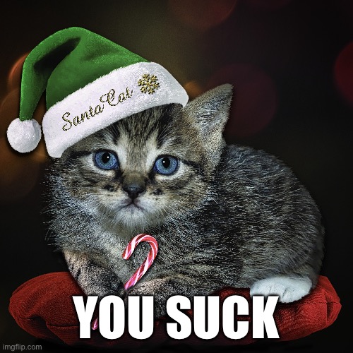 Santa Cat | YOU SUCK | image tagged in cats | made w/ Imgflip meme maker