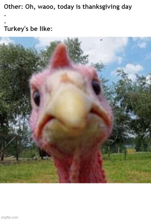 turkey | Other: Oh, waoo, today is thanksgiving day



.
.
Turkey's be like: | image tagged in turkey | made w/ Imgflip meme maker