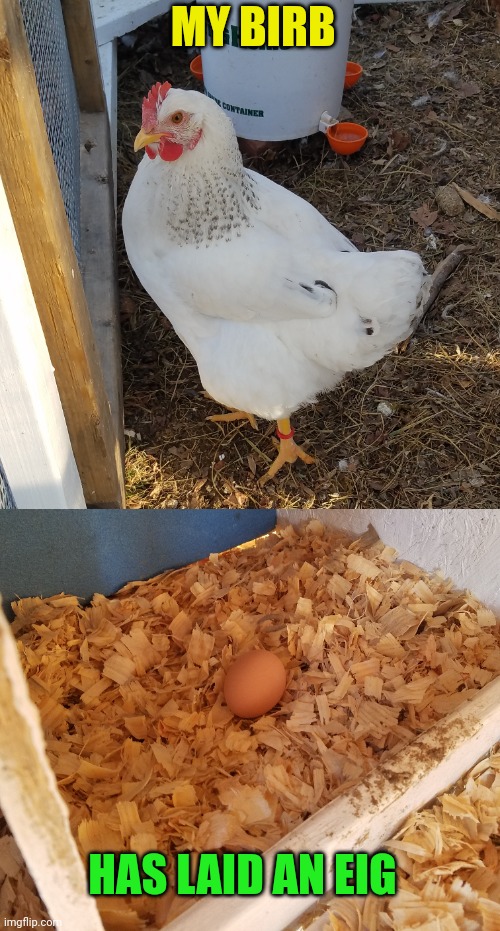 Delaware hen lays brown eggs |  MY BIRB; HAS LAID AN EIG | image tagged in birb | made w/ Imgflip meme maker