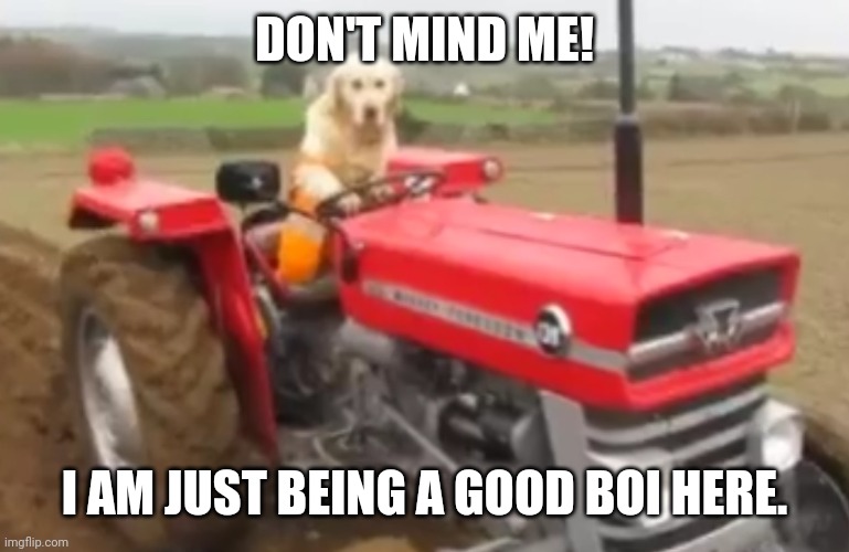 farmer doggo | DON'T MIND ME! I AM JUST BEING A GOOD BOI HERE. | image tagged in memes,doge,farm | made w/ Imgflip meme maker