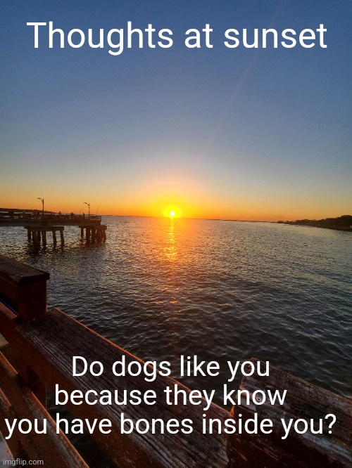 Thoughts at sunset 2 | Thoughts at sunset; Do dogs lick you because they know you have bones inside you? | image tagged in hmmm,shower thoughts,funny | made w/ Imgflip meme maker