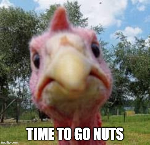turkey | TIME TO GO NUTS | image tagged in turkey | made w/ Imgflip meme maker