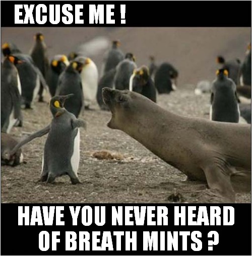 A Penguins' Disgust ! | EXCUSE ME ! HAVE YOU NEVER HEARD 
OF BREATH MINTS ? | image tagged in penguins,seals,bad breath | made w/ Imgflip meme maker