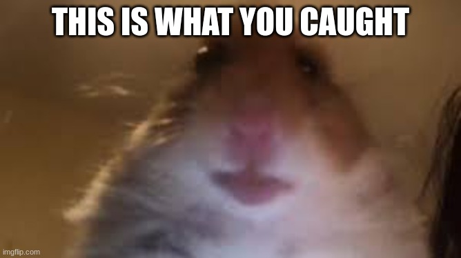 facetime hamster | THIS IS WHAT YOU CAUGHT | image tagged in facetime hamster | made w/ Imgflip meme maker