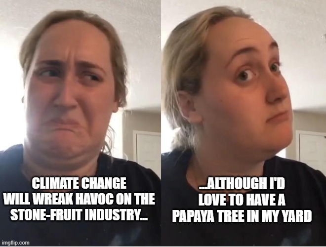 The struggle is real. | CLIMATE CHANGE WILL WREAK HAVOC ON THE STONE-FRUIT INDUSTRY... ...ALTHOUGH I'D LOVE TO HAVE A PAPAYA TREE IN MY YARD | image tagged in on second thought an an0nym0us template | made w/ Imgflip meme maker
