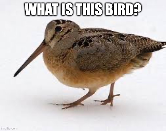 WHAT IS THIS BIRD? | made w/ Imgflip meme maker
