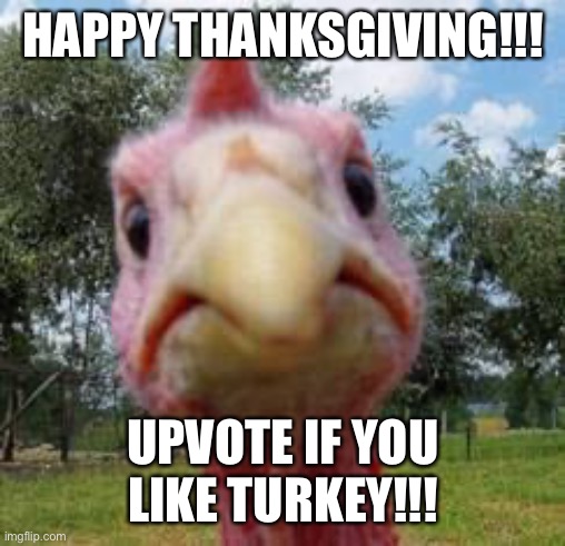 I’ll give you my thanks | HAPPY THANKSGIVING!!! UPVOTE IF YOU LIKE TURKEY!!! | image tagged in turkey,thanksgiving | made w/ Imgflip meme maker