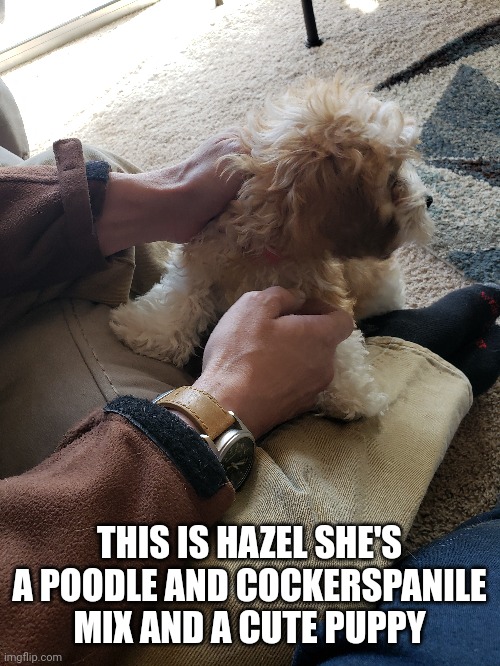 Family members new dog and I thought it fit here | THIS IS HAZEL SHE'S A POODLE AND COCKERSPANILE MIX AND A CUTE PUPPY | made w/ Imgflip meme maker