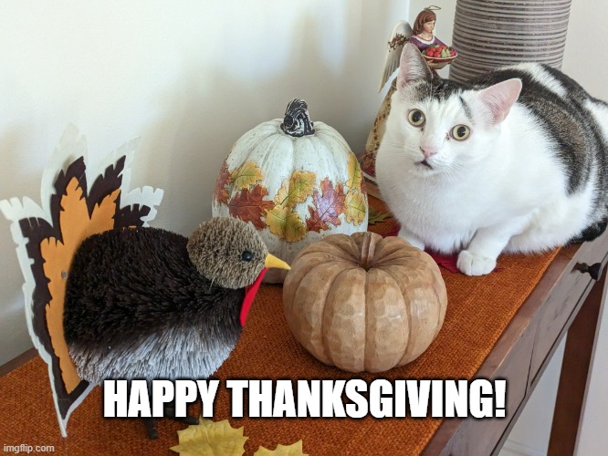 Huey the Thanksgiving Cat | HAPPY THANKSGIVING! | image tagged in thanksgiving cat | made w/ Imgflip meme maker