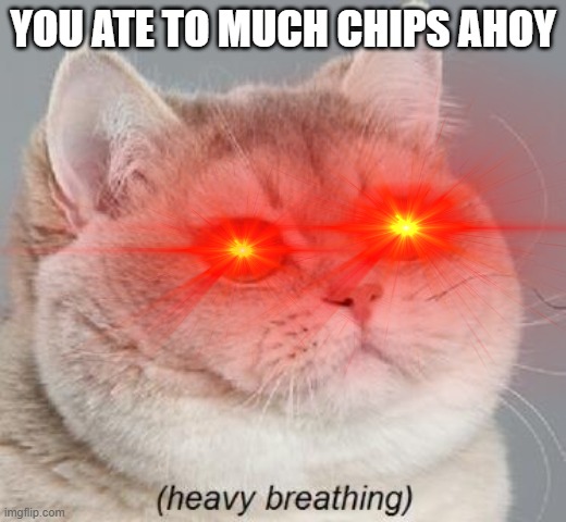 YOU ATE TO MUCH CHIPS AHOY | image tagged in cat | made w/ Imgflip meme maker