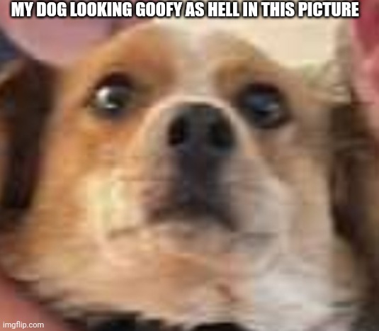 MY DOG LOOKING GOOFY AS HELL IN THIS PICTURE | made w/ Imgflip meme maker