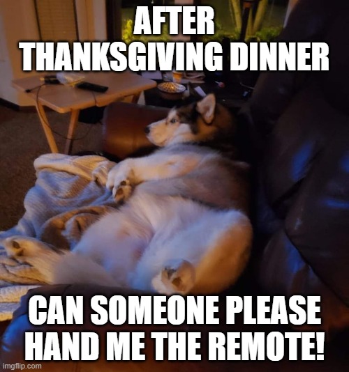lazy husky |  AFTER THANKSGIVING DINNER; CAN SOMEONE PLEASE HAND ME THE REMOTE! | image tagged in husky husky,full,fat,chubby,lazy | made w/ Imgflip meme maker