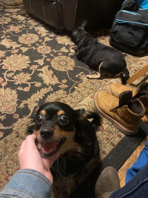 My uncles dogs (the one near the chair gave my brother a scar when he was younger) | made w/ Imgflip meme maker