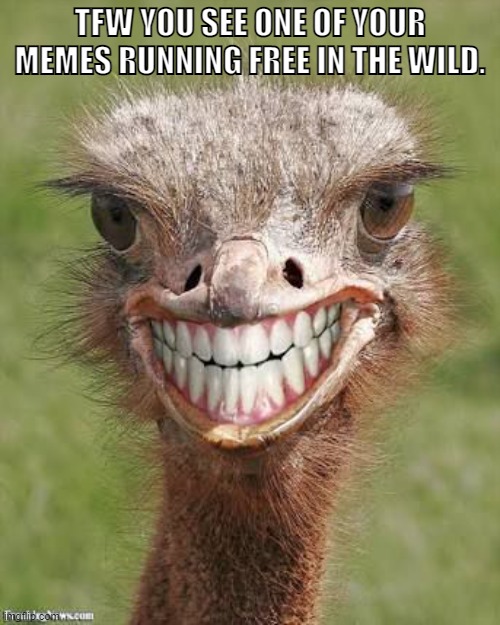 Meme Running Free | TFW YOU SEE ONE OF YOUR MEMES RUNNING FREE IN THE WILD. | image tagged in teeth ostrich emu funny smile | made w/ Imgflip meme maker