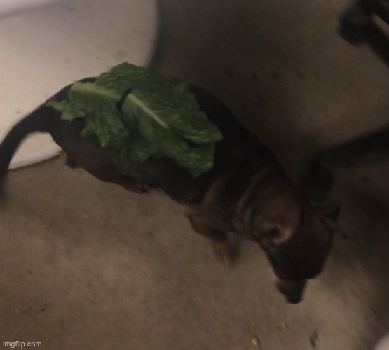 Lettuce Dog | made w/ Imgflip meme maker
