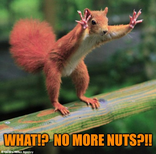 squirel | WHAT!?  NO MORE NUTS?!! | image tagged in squirel | made w/ Imgflip meme maker