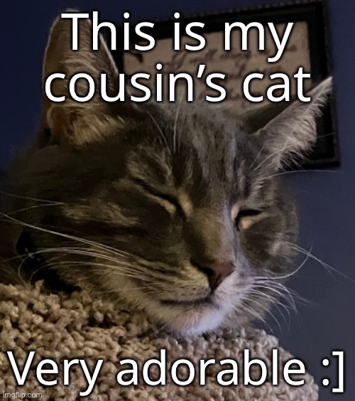 I even got to hold him <3 | This is my cousin’s cat; Very adorable :] | made w/ Imgflip meme maker