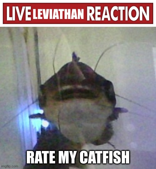 live leviathan reaction | RATE MY CATFISH | image tagged in live leviathan reaction | made w/ Imgflip meme maker
