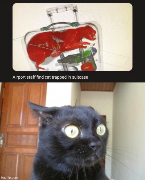 Cat in suitcase | image tagged in cannot be unseen cat,memes,cats,cat,suitcase,airport | made w/ Imgflip meme maker