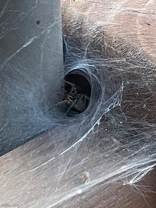 Wolf spider that was outside our house a while ago - Imgflip