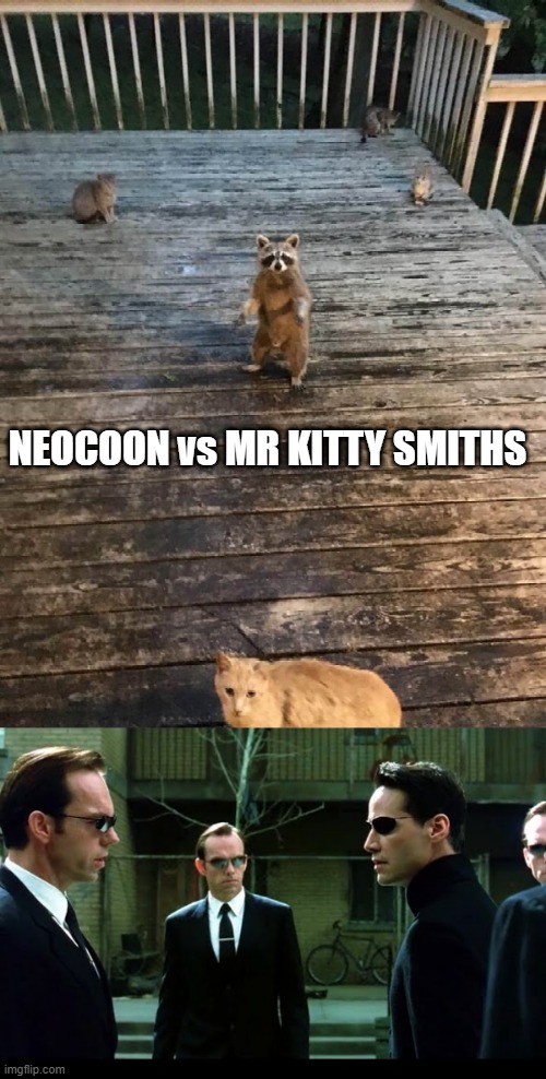 Matrix Racoon | NEOCOON vs MR KITTY SMITHS | image tagged in matrix,neo,cats,mr smith | made w/ Imgflip meme maker