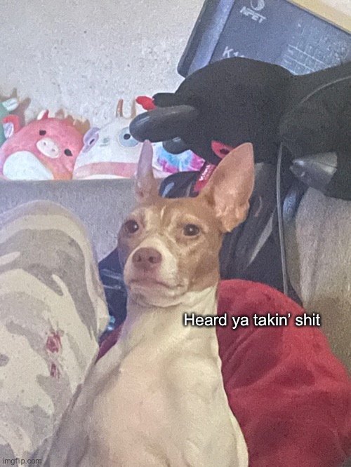 Judgmental Terrier | Heard ya takin’ shit | image tagged in dogs,judging you | made w/ Imgflip meme maker