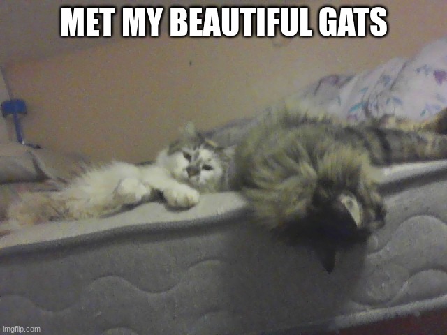 meet my cats | MET MY BEAUTIFUL GATS | made w/ Imgflip meme maker