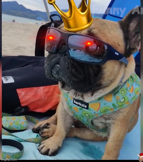 Swag | image tagged in dogs | made w/ Imgflip meme maker