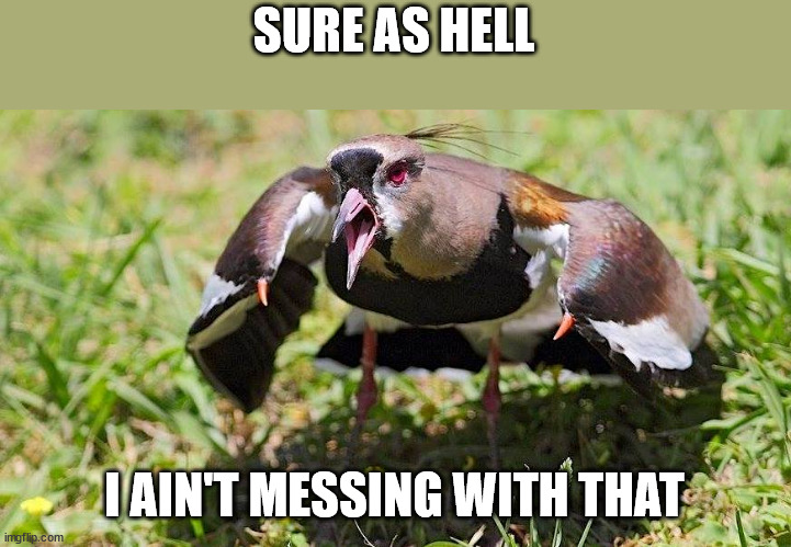 Tero (Southern lapwing) | SURE AS HELL; I AIN'T MESSING WITH THAT | image tagged in tero bird,meme | made w/ Imgflip meme maker