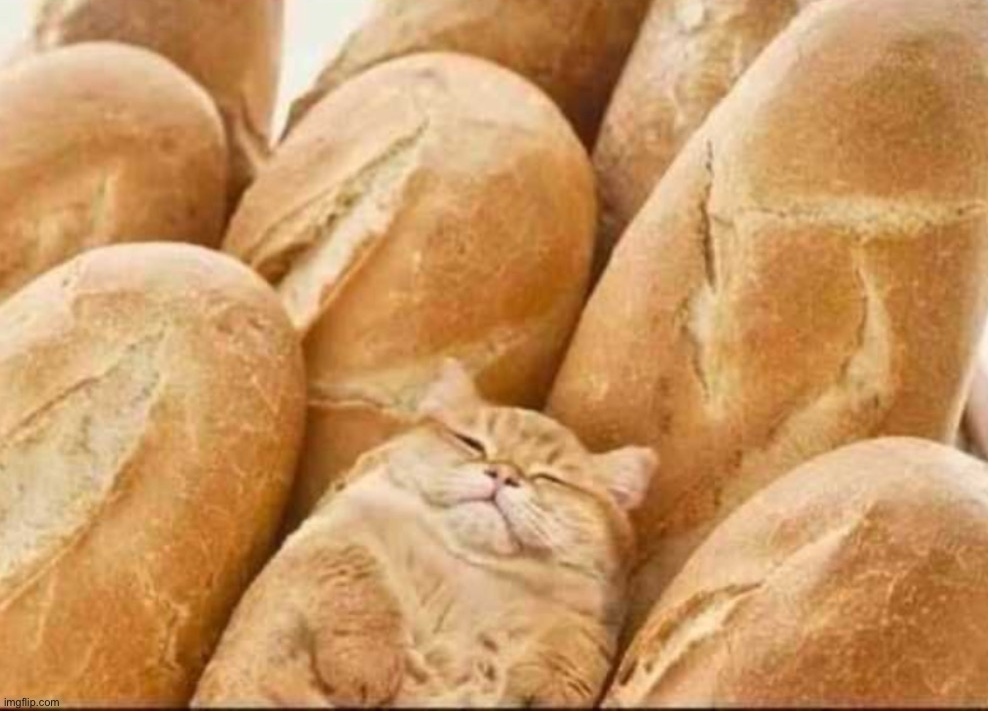 High Quality Camo cat loaf Blank Meme Template