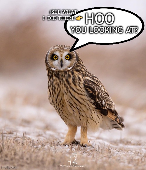 Owl humor |  YOU LOOKING AT? (SEE WHAT I  DID THERE 👉; HOO | image tagged in owl | made w/ Imgflip meme maker