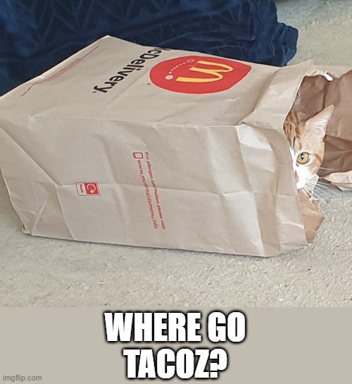 tacozcat | WHERE GO
TACOZ? | image tagged in tacocat | made w/ Imgflip meme maker