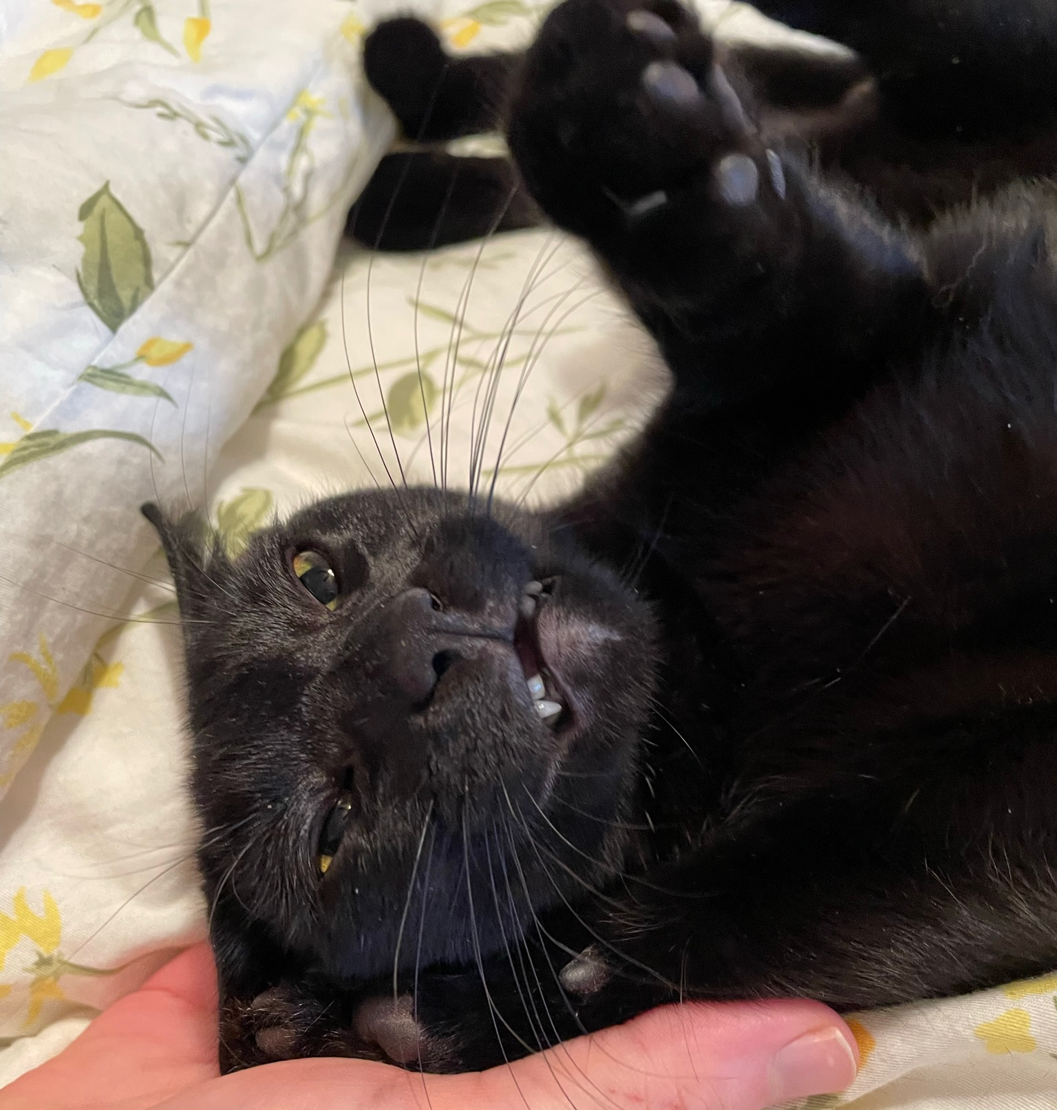 Grumpy black cat Blank Meme Template