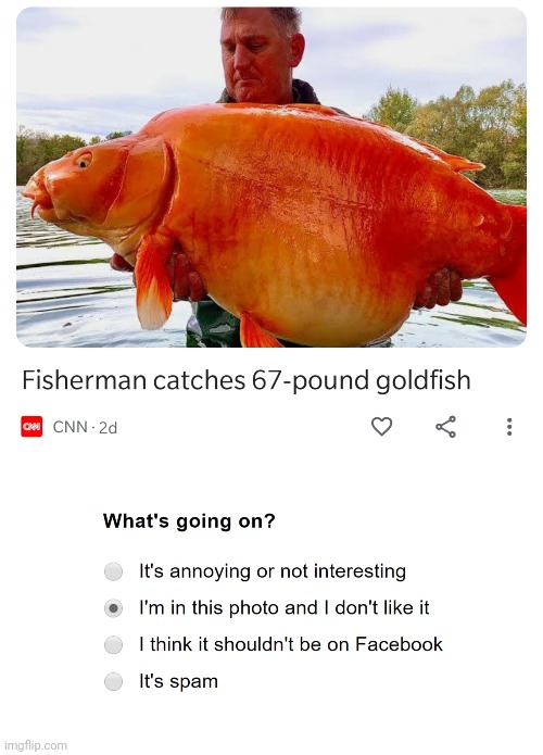 image tagged in i'm in this photo and i don't like it,funny,memes,goldfish,roast | made w/ Imgflip meme maker