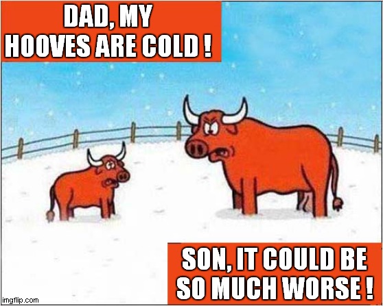 Deep Snow Consequences ! | DAD, MY HOOVES ARE COLD ! SON, IT COULD BE
SO MUCH WORSE ! | image tagged in bulls,snow,problems | made w/ Imgflip meme maker