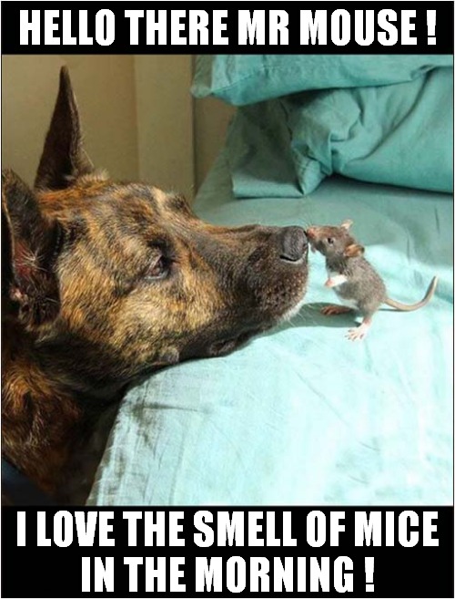 Dog Meeting Mouse ! | HELLO THERE MR MOUSE ! I LOVE THE SMELL OF MICE
IN THE MORNING ! | image tagged in dogs,mouse,meeting,i love the smell of napalm in the morning | made w/ Imgflip meme maker